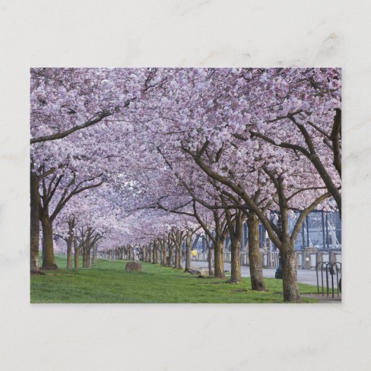 Cherry Blossom langs de Willamette, Verenigde Stat Briefkaart (Voorkant)