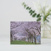 Cherry Blossom langs de Willamette, Verenigde Stat Briefkaart (Staand voorkant)