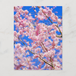Cherry Blossom London UK Briefkaart