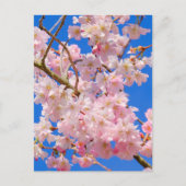 Cherry Blossom London UK Briefkaart (Voorkant)