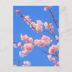 Cherry Blossom London UK Briefkaart