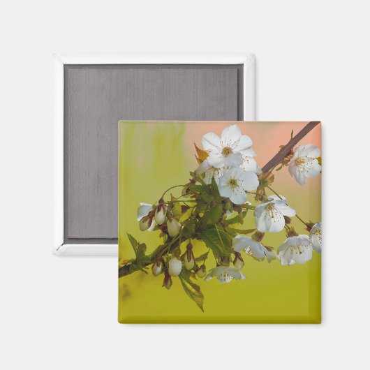 Cherry Blossom Magneet (Voorkant / Achterkant)