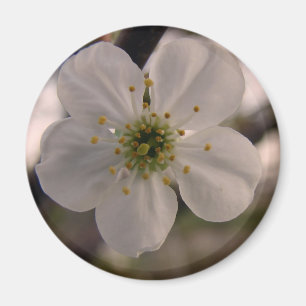 Cherry Blossom Magneet