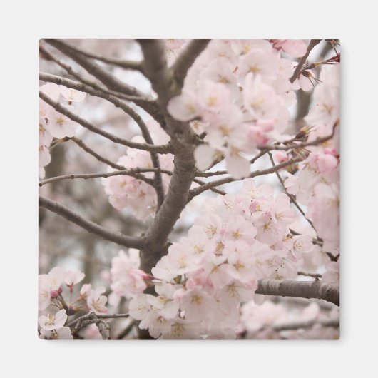Cherry Blossom Magnet (Voorkant)