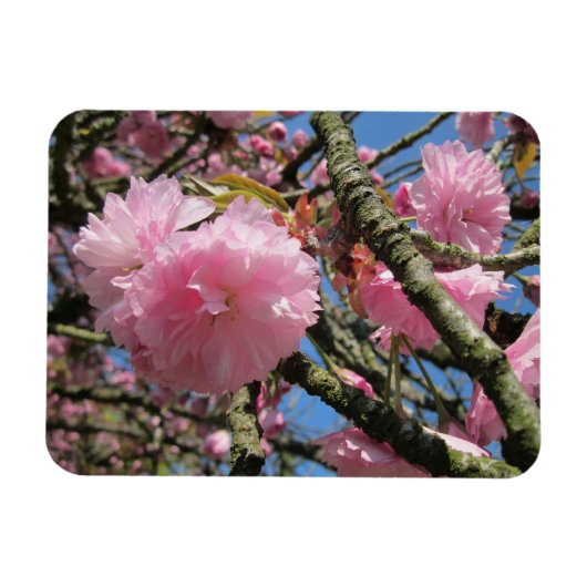Cherry Blossom Magnet Magneet (Horizontaal)