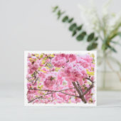 Cherry Blossom "Matsumae-benimurasaki" ポストカード Briefkaart (Staand voorkant)