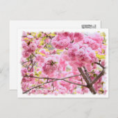 Cherry Blossom "Matsumae-benimurasaki" ポストカード Briefkaart (Voorkant / Achterkant)
