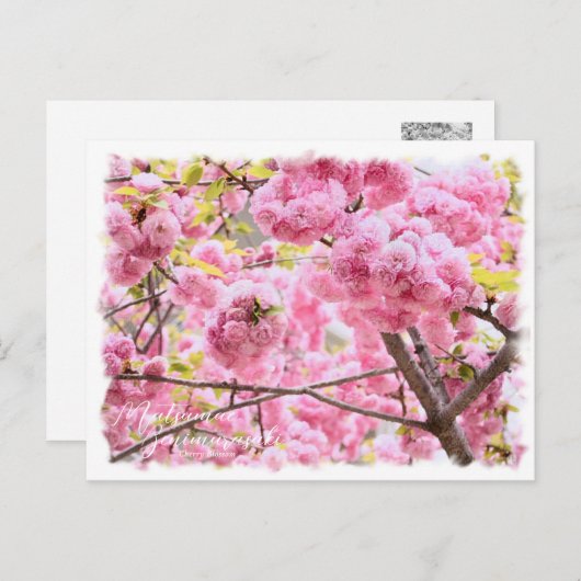 Cherry Blossom "Matsumae-benimurasaki" ポストカード Briefkaart (Voorkant / Achterkant)