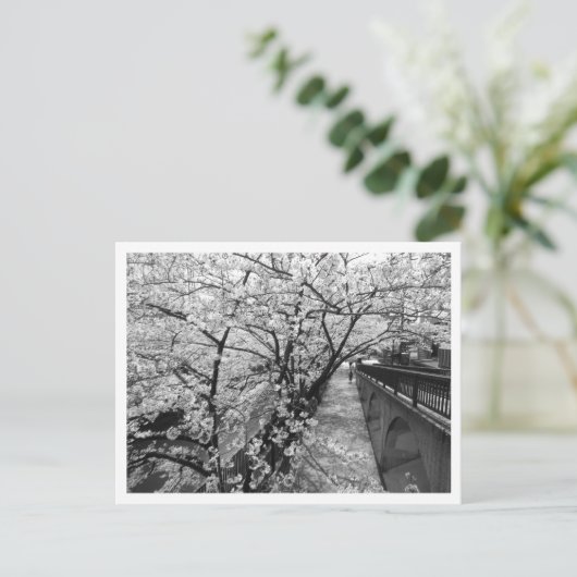 Cherry Blossom: Meguro River, Tokio (zwart-wit) Briefkaart (Staand voorkant)