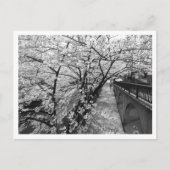 Cherry Blossom: Meguro River, Tokio (zwart-wit) Briefkaart (Voorkant)