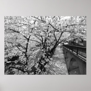 Cherry Blossom: Meguro River, Tokio (zwart-wit) Poster