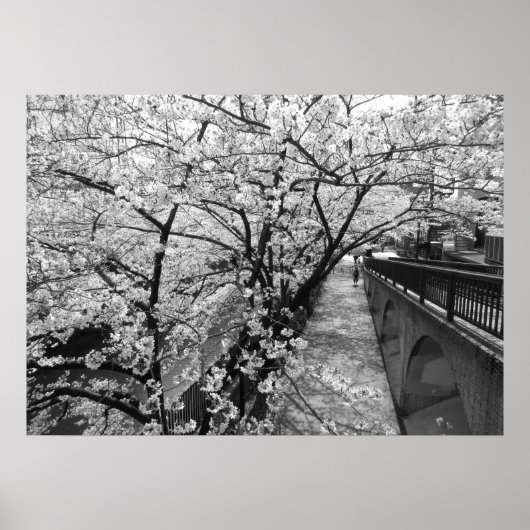 Cherry Blossom: Meguro River, Tokio (zwart-wit) Poster (Voorkant)
