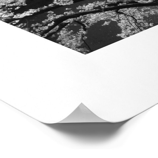 Cherry Blossom: Meguro River, Tokio (zwart-wit) Poster (Hoek)