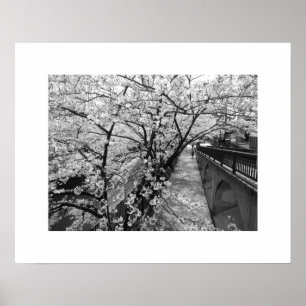 Cherry Blossom: Meguro River, Tokio (zwart-wit) Poster