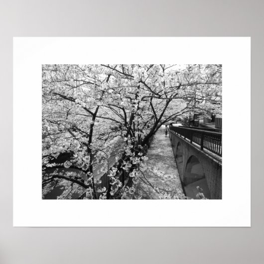 Cherry Blossom: Meguro River, Tokio (zwart-wit) Poster (Voorkant)