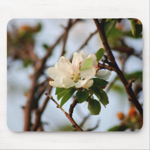 Cherry Blossom Muismat