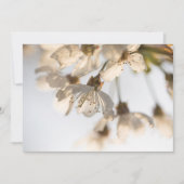 Cherry Blossom natuur (Voorkant)