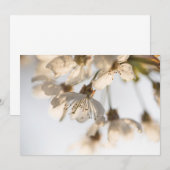 Cherry Blossom natuur (Voorkant / Achterkant)