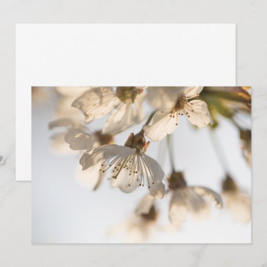 Cherry Blossom natuur (Voorkant / Achterkant)