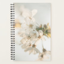 Cherry Blossom Natuur Foto