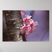 Cherry Blossom Nestled Against Branch Poster (Voorkant)