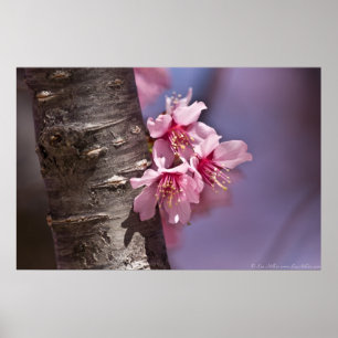 Cherry Blossom Nestled Against Branch Poster