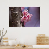 Cherry Blossom Nestled Against Branch Poster (Keuken)