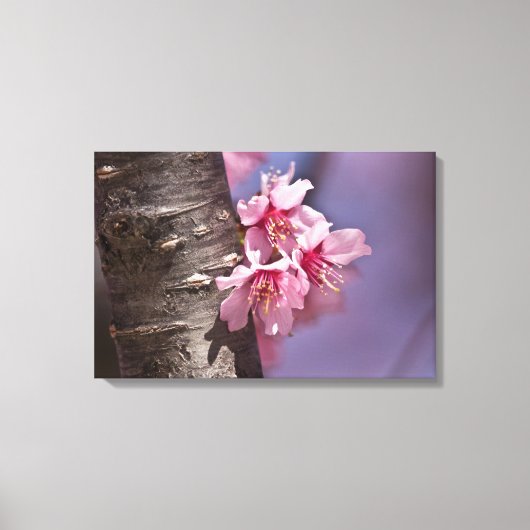 Cherry Blossom Nestled Against Branch Poster Canvas Afdruk (Voorkant)