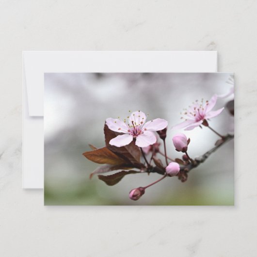 Cherry Blossom Notecard Notitiekaartje (Voorkant)
