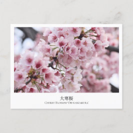 Cherry Blossom ‘Oh-kanzakura’ Briefkaart