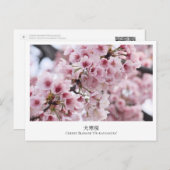 Cherry Blossom ‘Oh-kanzakura’ Briefkaart (Voorkant / Achterkant)