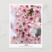 Cherry Blossom ‘Oh-kanzakura’ Briefkaart (Voorkant)