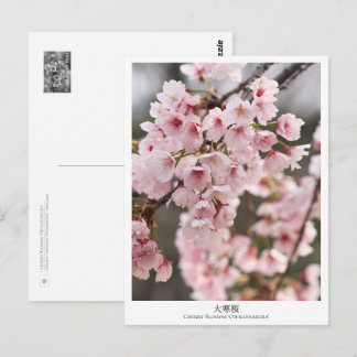 Cherry Blossom ‘Oh-kanzakura’ Briefkaart