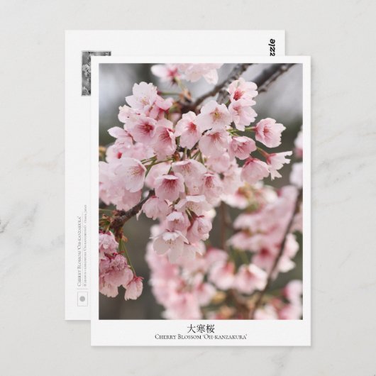 Cherry Blossom ‘Oh-kanzakura’ Briefkaart (Voorkant / Achterkant)