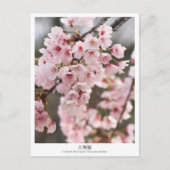 Cherry Blossom ‘Oh-kanzakura’ Briefkaart (Voorkant)