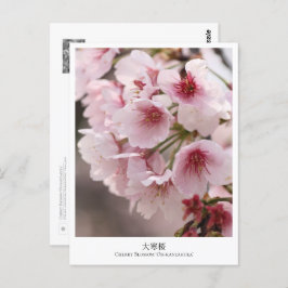 Cherry Blossom ‘Oh-kanzakura’ Briefkaart
