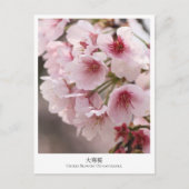 Cherry Blossom ‘Oh-kanzakura’ Briefkaart (Voorkant)