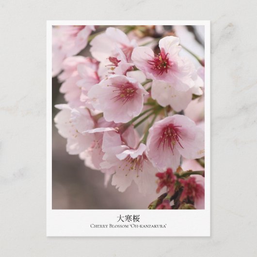 Cherry Blossom ‘Oh-kanzakura’ Briefkaart (Voorkant)