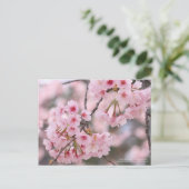 Cherry blossom "Oh-kanzakura":Briefkaart Briefkaart (Staand voorkant)