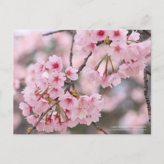 Cherry blossom "Oh-kanzakura":Briefkaart Briefkaart (Voorkant)