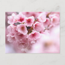Cherry blossom "Oh-kanzakura":Briefkaart