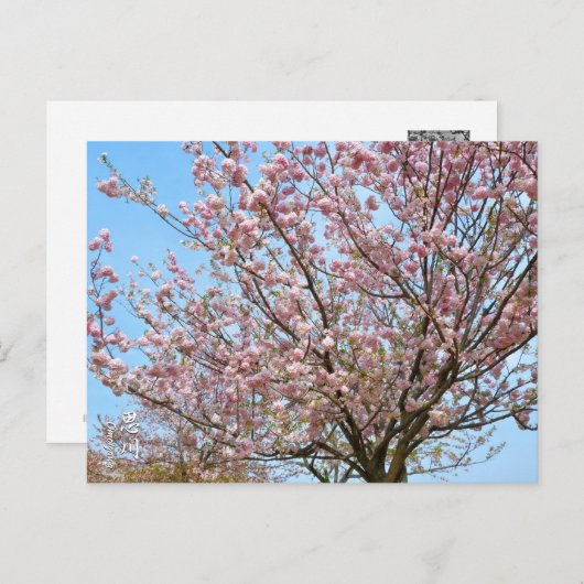 Cherry Blossom: Omoigawa Briefkaart (Voorkant / Achterkant)
