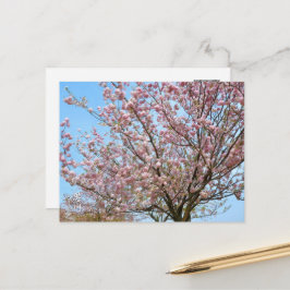 Cherry Blossom: Omoigawa Briefkaart