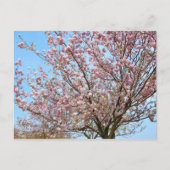 Cherry Blossom: Omoigawa Briefkaart (Voorkant)