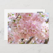 Cherry Blossom: Omoigawa Briefkaart (Voorkant / Achterkant)