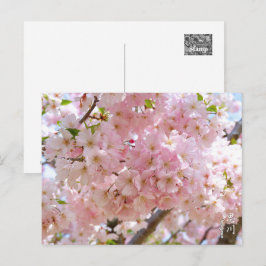 Cherry Blossom: Omoigawa Briefkaart