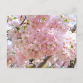Cherry Blossom: Omoigawa Briefkaart (Voorkant)