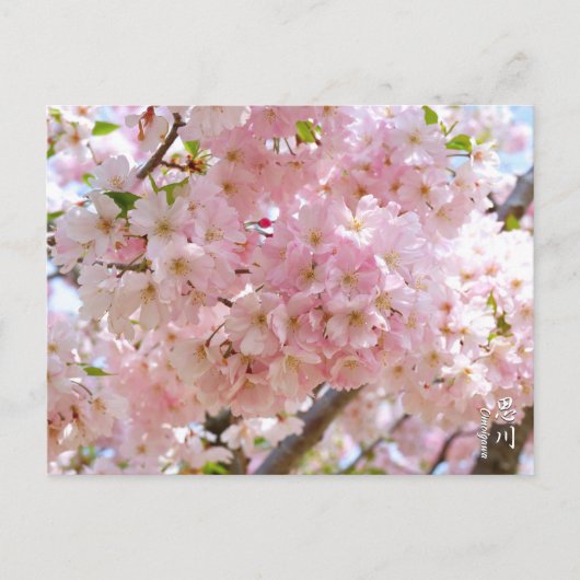 Cherry Blossom: Omoigawa Briefkaart (Voorkant)