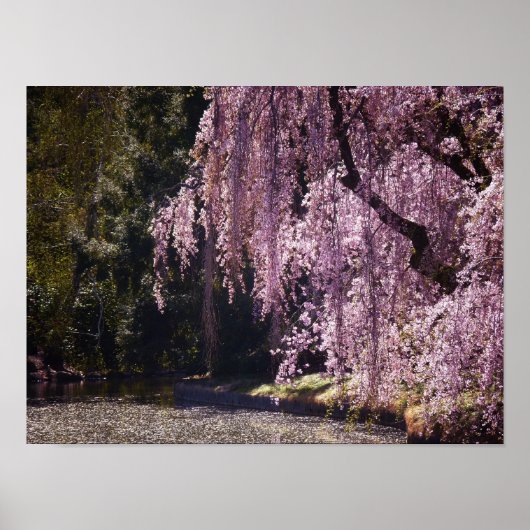 Cherry Blossom op bomen over water, klein Poster (Voorkant)