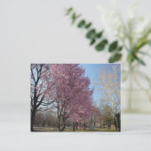 Cherry Blossom op het Briefkaart Philadelphia (Staand voorkant)
